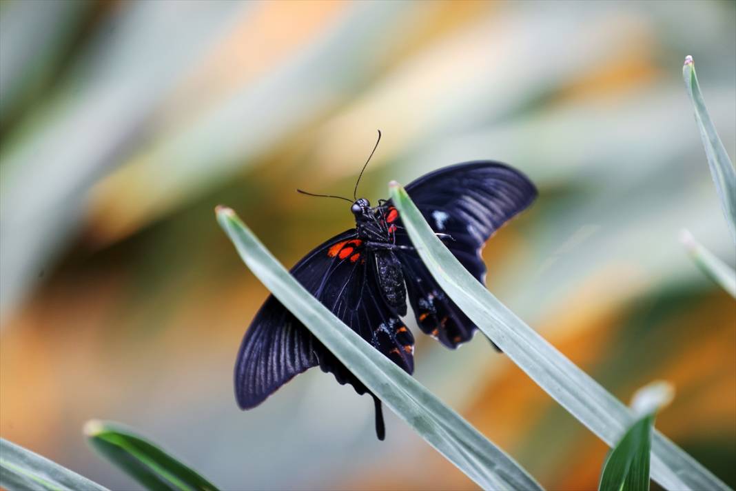 Konya’nın ünlü bahçesinde 10 bin kelebek vuslat için ilk kez kanat çırpacak 1